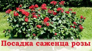 Посадка саженца розы в саду