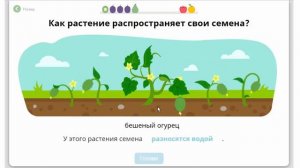 Как распространяются семена? Окружающий мир 3 класс с Алисой Ридель.