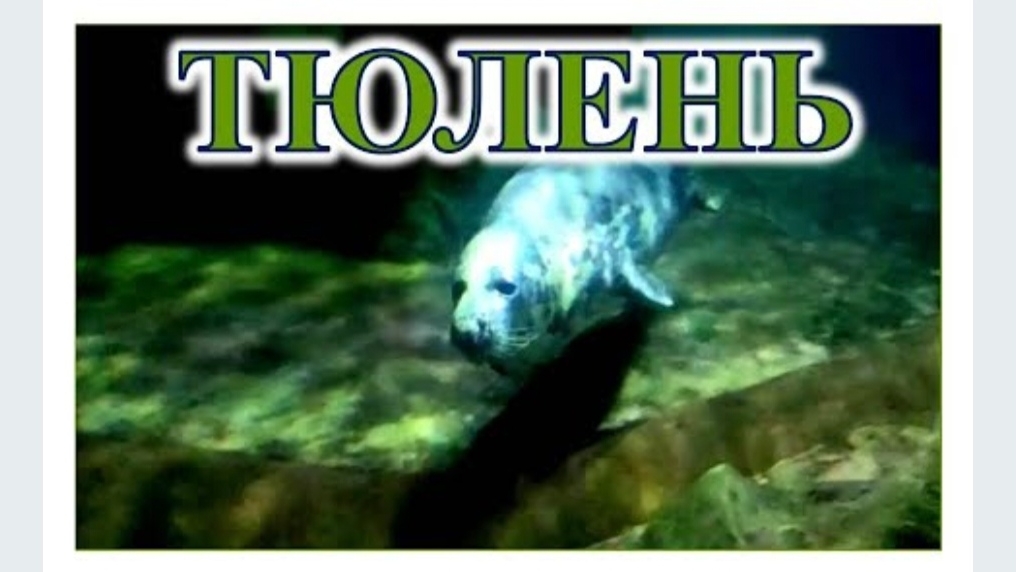 ТЮЛЕНЬ. ПУТЕШЕСТВИЕ