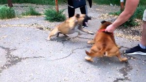 Стаффбуль. Знакомство и  случка. Staff Bull terrier. Evil bride.