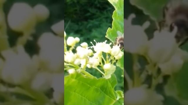 Медонос КЛЁН #shorts #пчеловодство #bee