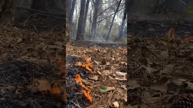 ANOTHER #controlledburn ON THE OLD BYRD FARM #landclearing #prescribedburn