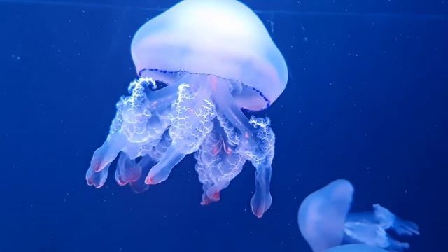 ocean jellyfish смотреть онлайн