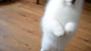 Невероятной красоты белый померанский шпиц