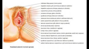 198. Зовнішні жіночі статеві органи - AnatomUa - AUDIO