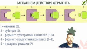 Л.18 | ФЕРМЕНТАТИВНЫЕ РЕАКЦИИ | ФЕРМЕНТЫ | ОБЩАЯ БИОЛОГИЯ ЕГЭ