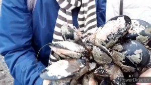 Мутанты ракушки, Сахалин, 7 ноября