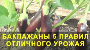 Баклажаны 5 Правил Отличного Урожая. Выращивание баклажан / как вырасти баклажан?