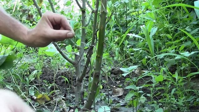 Выращивание роз -  ПРИВИВКА РОЗ и как выращивать розы ?