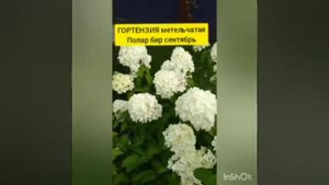 гортензия polar bear. Полар Бир. Цветение на протяжении лета.