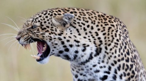 Напугал всех и спрятался: в Приморье ищут больного леопарда, вышедшего к людям