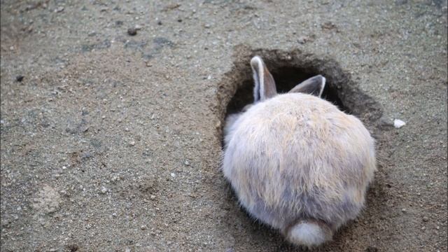 10 ошибок Кролики в яме. Кролиководство, содержание, разведение, выращивание кроликов в яме.