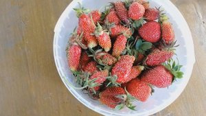 СОРТ КЛУБНИКИ О КОТОРОМ ВЫ НЕ ПОЖАЛЕЕТЕ! Клубника Берегиня описание сорта. Мое мнение о ягоде.