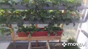 Выращивание томатов Черри клубники в теплице на гидропонике в домашних условиях