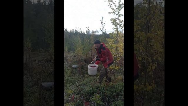 очень хороший урожай брусники, сезон 2022. берём финскими грабилками. смотреть онлайн