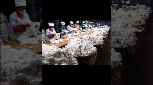 Детям о хлопке 5-7 лет (старшая группа) тема хлопок