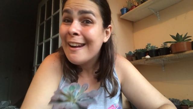 Echeveria diffractens e Echeveria shaviana pink frills