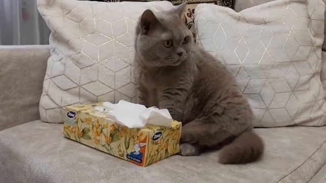 #22 Второй сеанс у психолога, проработка кошачьих фобий и неврозов (#британские #кошки #happy #cats смотреть онлайн