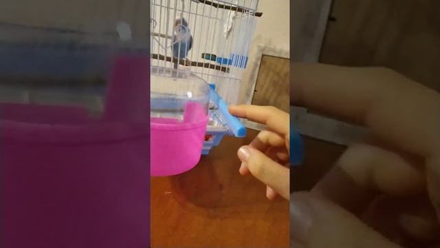 Первая прогулка попугая🕊️👌🏻