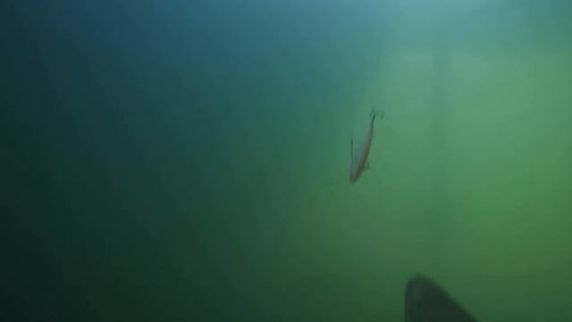 Атака форели на ратлин #форель #рыбалка #подводнаясъёмка