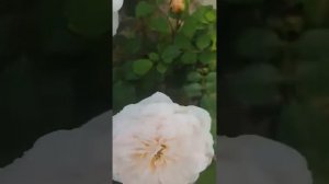 Роза Девида Остина - Транквилити