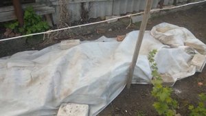 Спасаем ежевику от возвратных заморозков