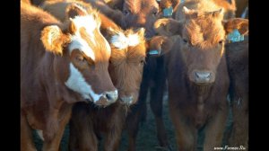 Бычки Калмыцкой породы. АгроФирма ПИК ПЛЮС. Калмыкия