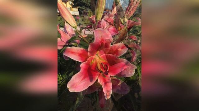 Лилии в нашем любимом саду смотреть онлайн