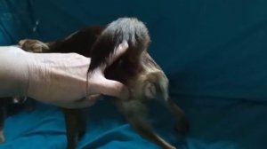 Что такое "половая охота"? В какие дни нужно вязать течную суку? Вязка собак.