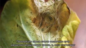 Почему белеют листья у герани комнатной и как помочь растению