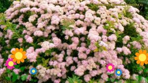 Спирея японская Манон. Краткий обзор, описание характеристик spiraea japonica Manon