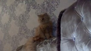 Персидская кошка