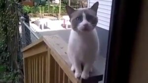 Кот просит октрыть дверь