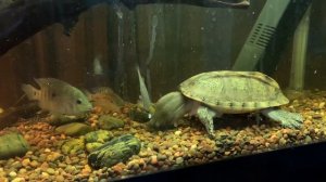 Mexican giant musk turtle eating plecostomus alive!