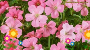 Герань оксфордская Роуз Клэр. Краткий обзор, описание характеристик geranium oxonianum Rose Clair