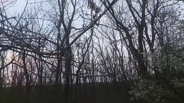 Звуки весеннего Ставропольского леса 19.04.2022.г смотреть онлайн