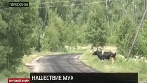 Полчища мух атаковали уральский поселок Перескачка