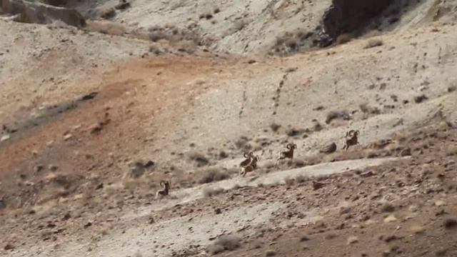 #kerman sheep. image by: ebrahim mahdavi.iran- kerman-rafsanjan. смотреть онлайн