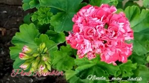 #Пеларгонии в августе в открытом грунте и кашпо.. обзор по сортам😉