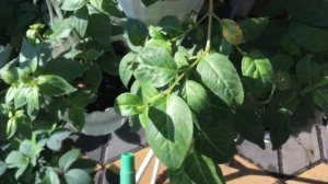 ФУКСИЯ WAIT KING