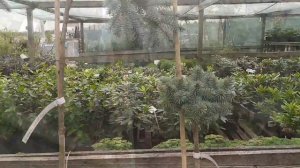 Голубые ели в ландшафте сада.Сорта и формы.