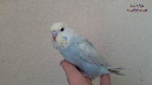 ? Как выбрать волнистого попугая? Лучше самец, самка или пара?