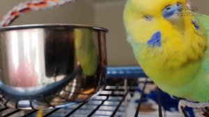 "Хорошая птичка"? Говорит попугай || Урок для обучения попугая № 2.2