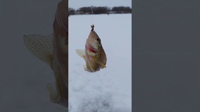 Рыбалка на МОРМЫШКУ 🕳️🕳️🐟🎣❄️ Река Неручь ❄️🕳️🐟🎣🐟🌊🕳️🐟🎣🌊🐟🕳️🐟🏞️