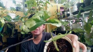 Unboxing Syngonium Green Beauty #syngonium