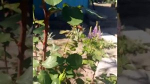 Роза  "Карина"