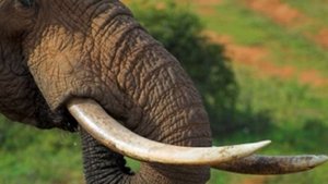Какая разница между Индийским и Африканским слоном? Кто опаснее, Африканский или Индийский слон?