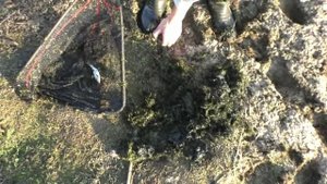 Карпы в бесхозном пруду: секретный эксперимент, 16 серия - еще одно зарыбление