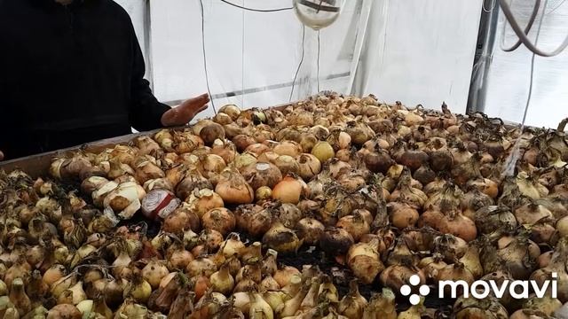 Высаживаем лук на стеллаж смотреть онлайн