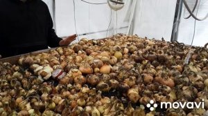 Высаживаем лук на стеллаж